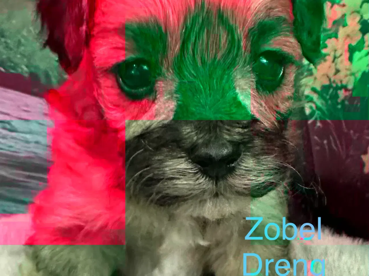 Billede 1 - Havapoo hvalpe. 