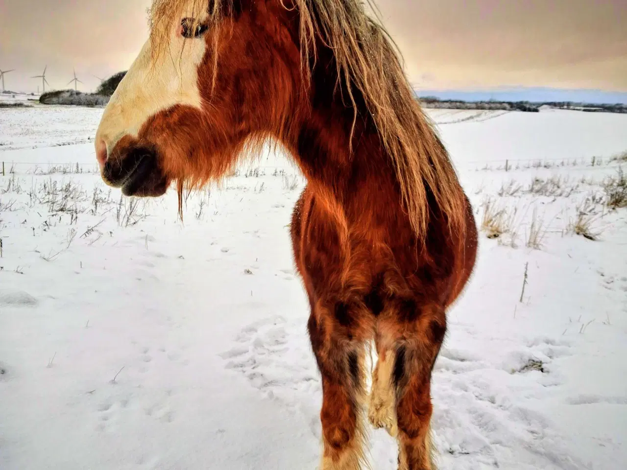 Billede 7 - Super skøn og velgående vallak