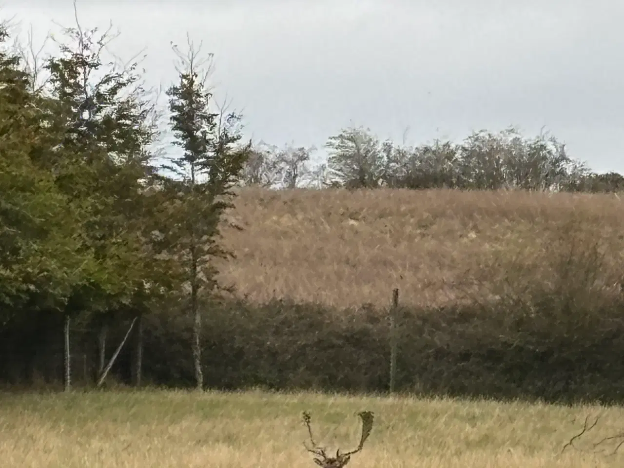 Billede 2 - Brun Fuldskuffel sælges til afskydning.