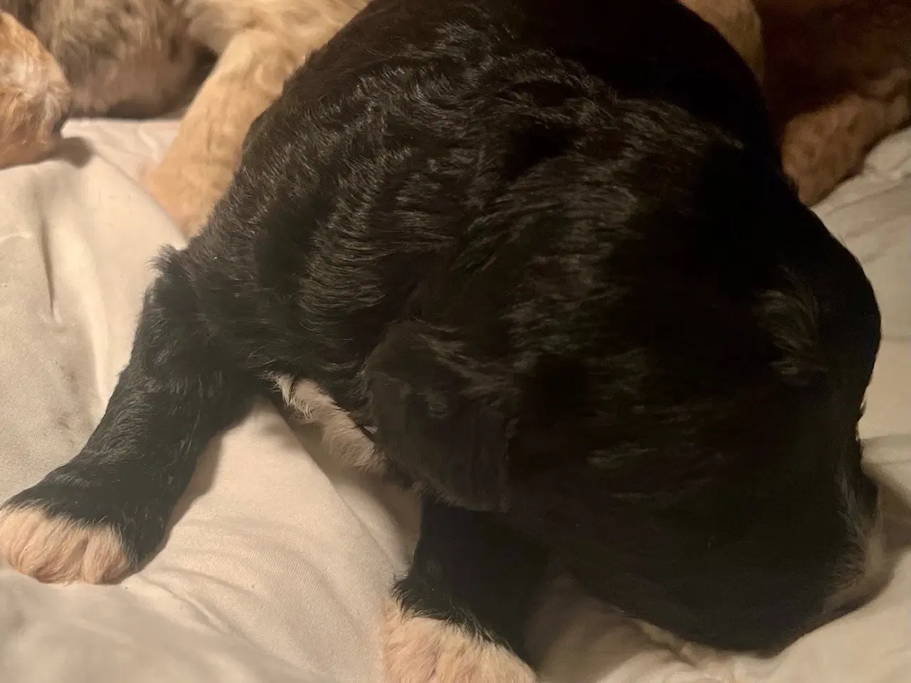 Billede 7 - Super lækre, og kraftige Lagotto / Spansk Vandhund