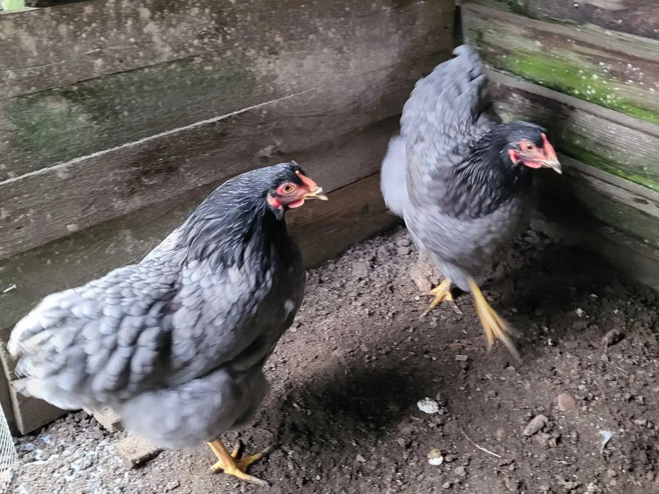 Billede 6 - Wyandotte høner