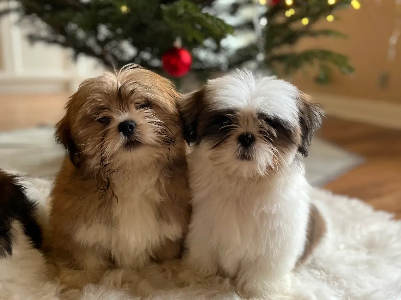 Billede 1 - Lhasa Apso hvalpe 