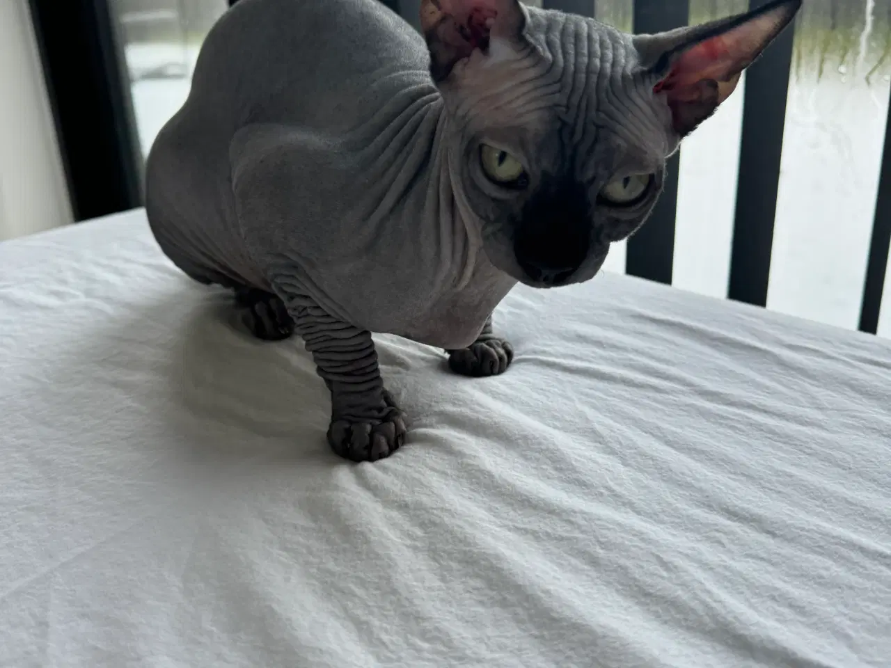 Billede 10 - Sphynx kat søger nyt hjem