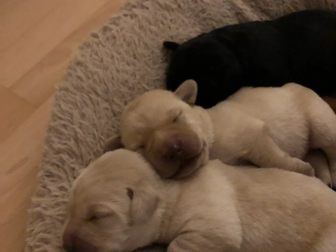 Billede 4 - 5 Perfekte søde små Labrador hvalpe