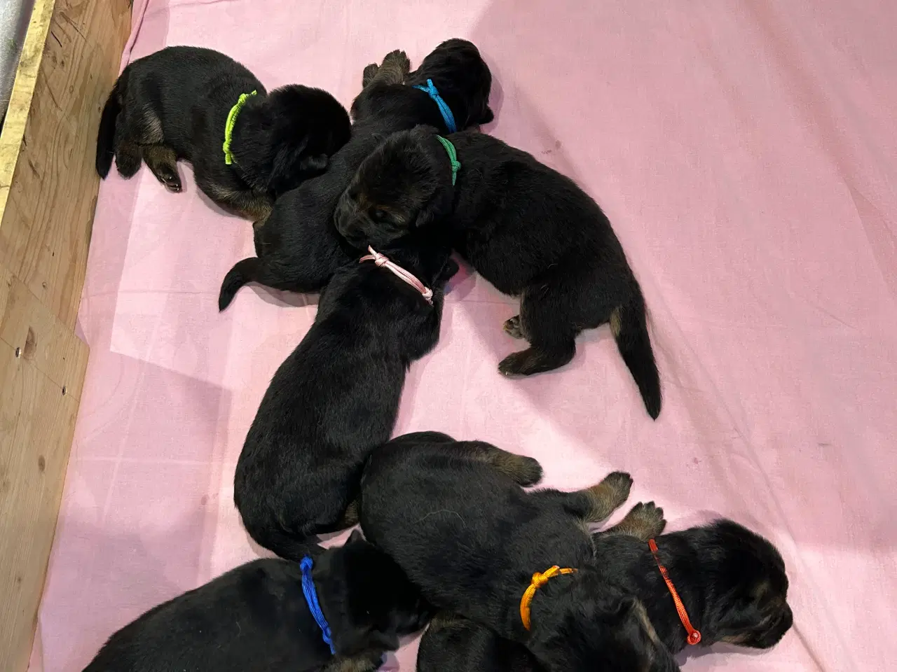 Billede 1 - Smukke Schæferhvalpe med stamtavle