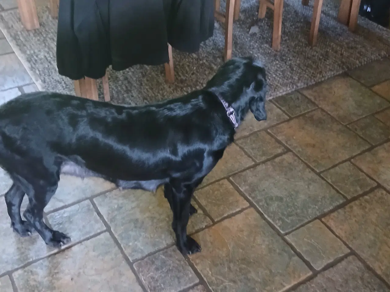 Billede 5 - Hundehvalpe