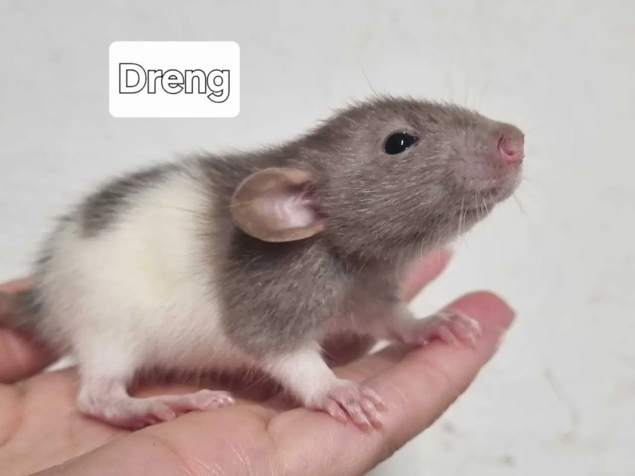 Billede 5 - Dumbo rotteunger