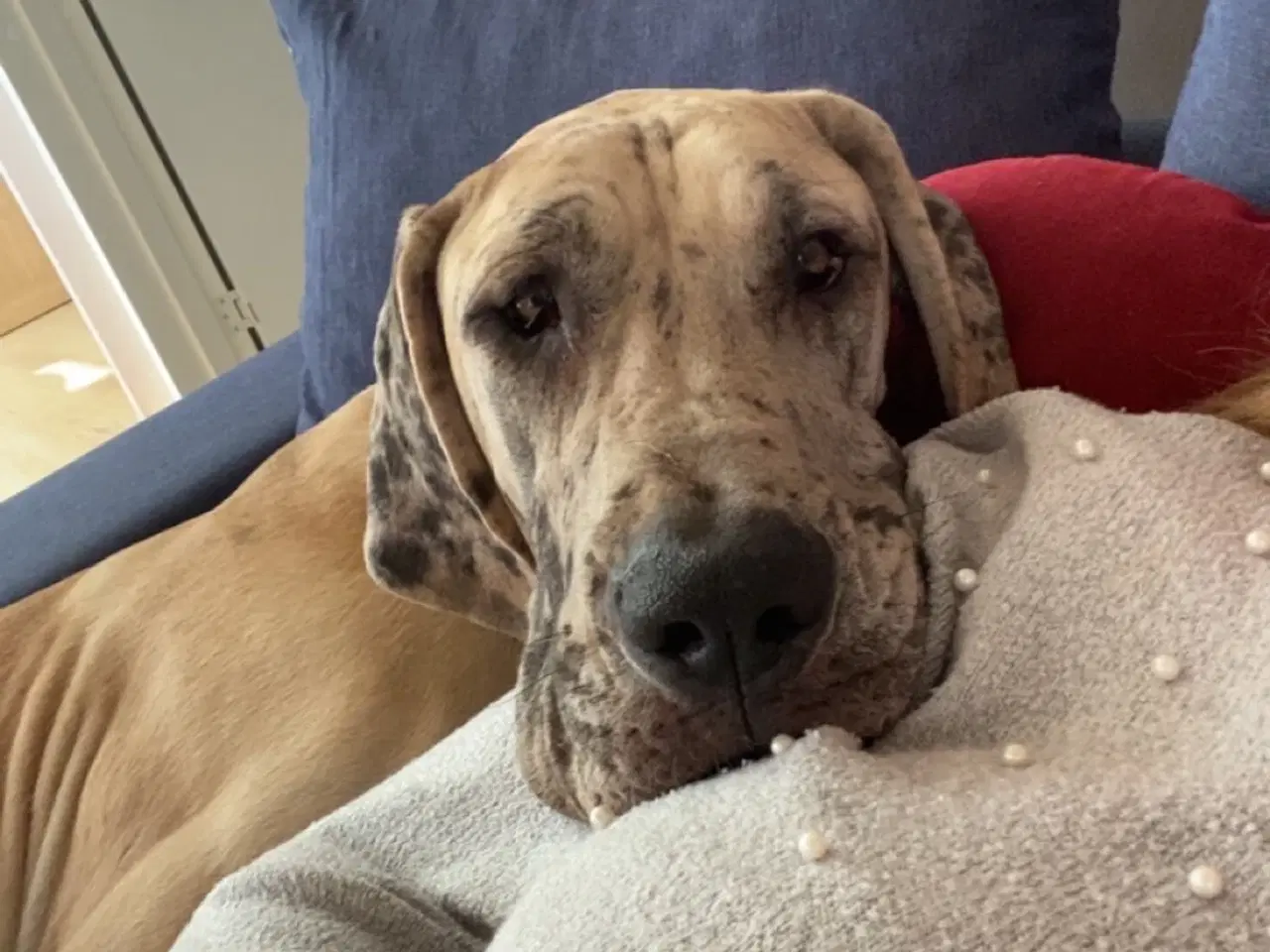 Billede 6 - Grand danois på 1 år