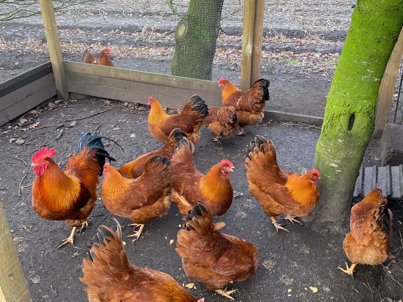 Billede 2 - New Hampshire kyllinger og rugeæg.