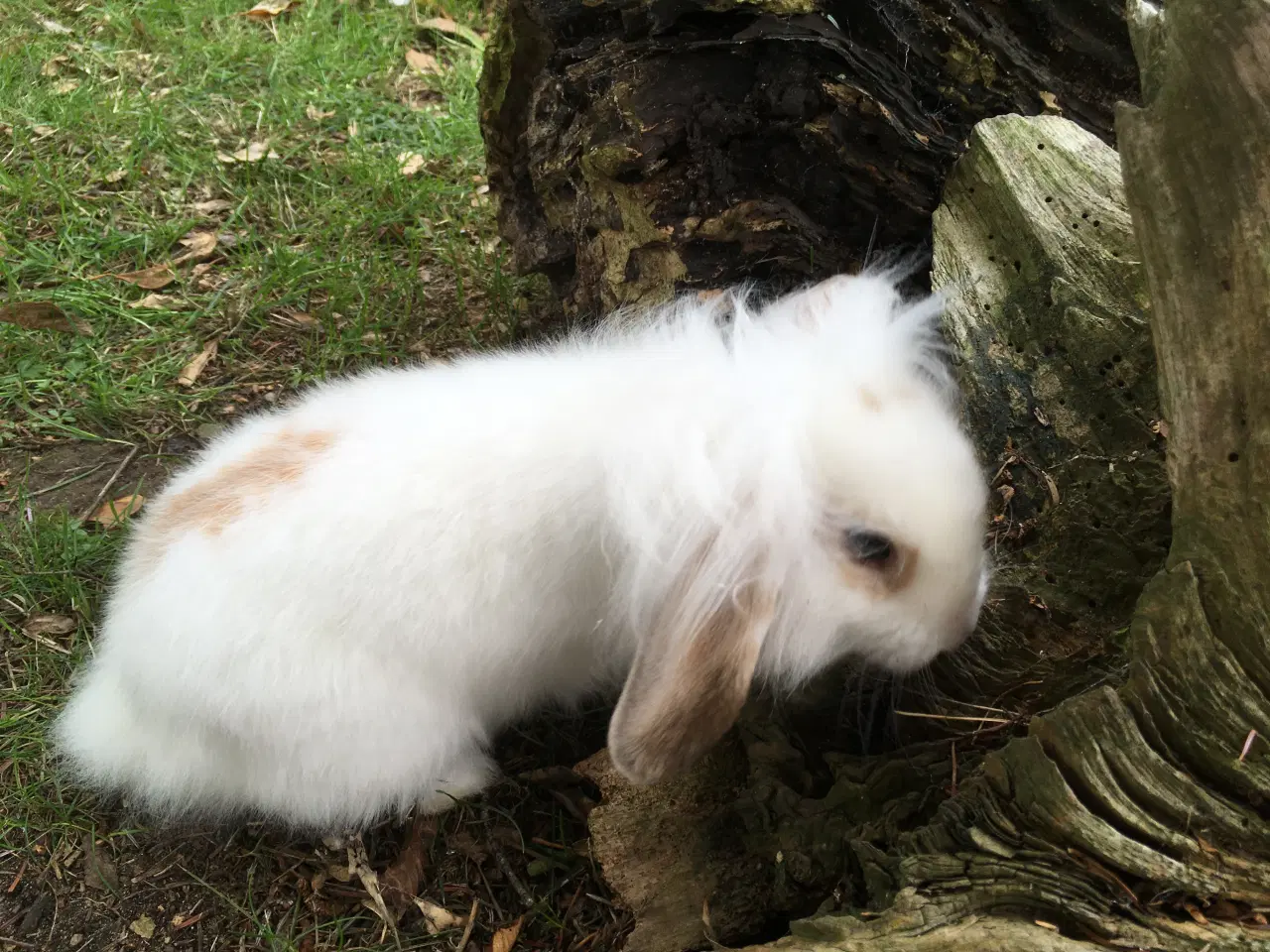 Billede 4 - Mille søger et kærligt hjem