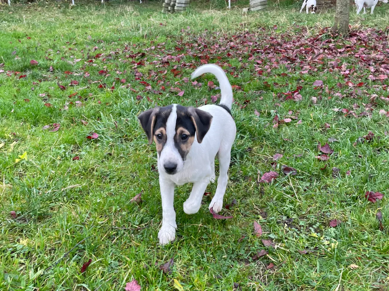 Billede 5 - Dansk svensk gårdhunde hvalpe 