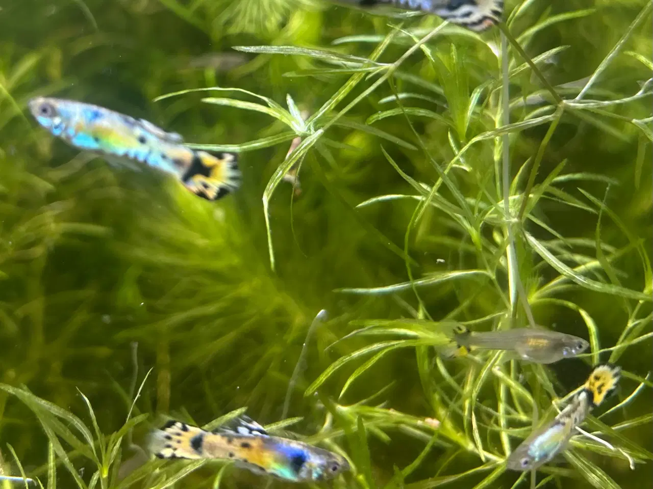 Billede 4 - Gubby mix - flotte farver