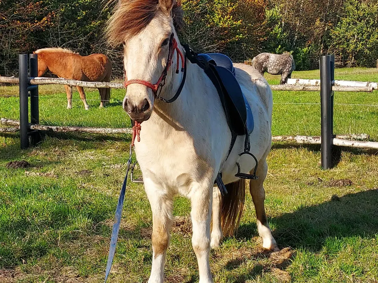 Billede 5 - Unik moldottbroget hoppe med føl