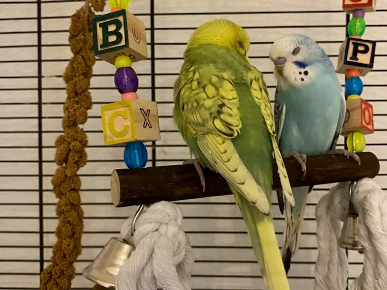 Billede 1 - 2 undulater sælges