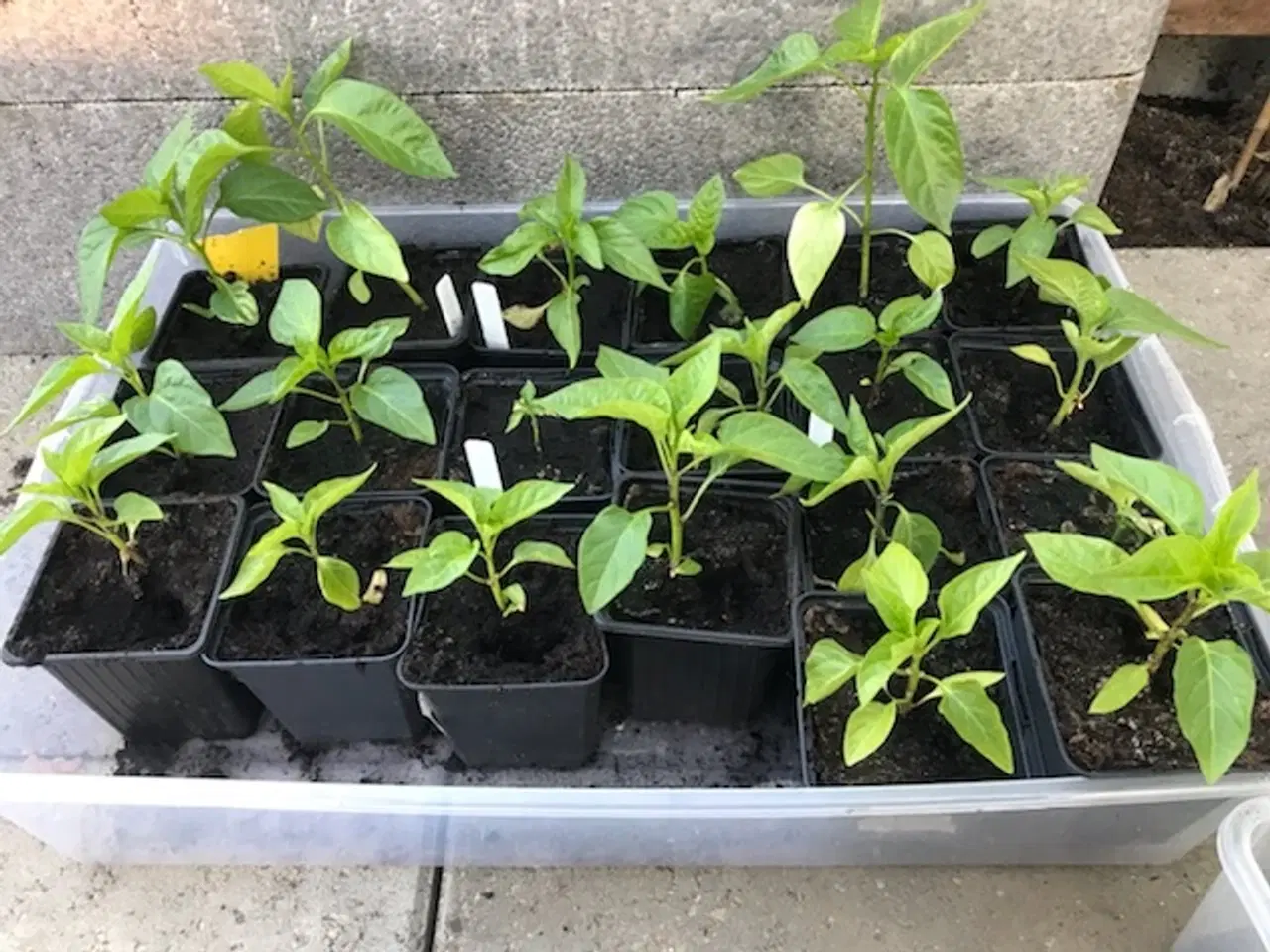 Billede 2 - Tomatplanter, peberfrugt og chili planter