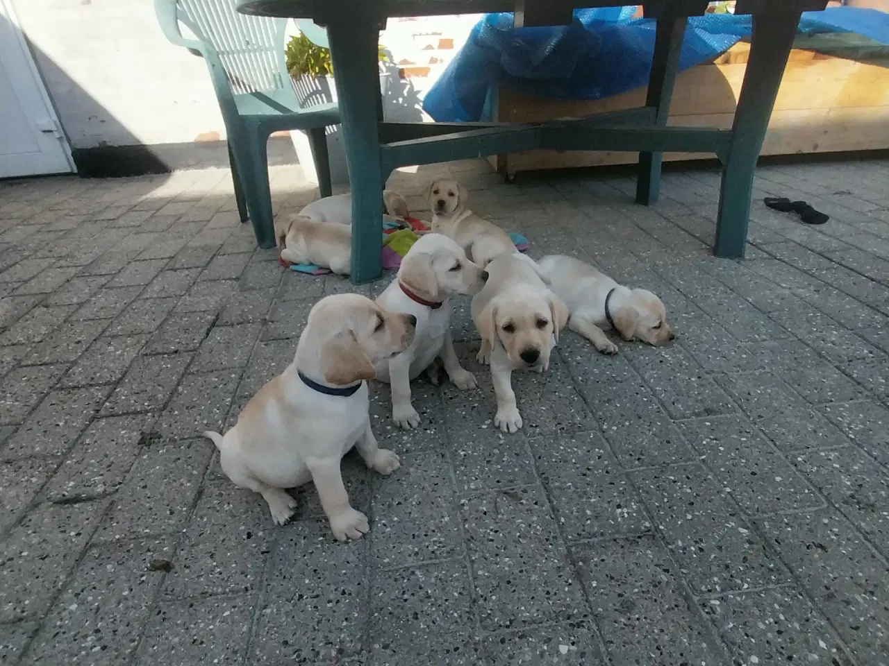 Billede 4 - Gule labrador hvalpe.