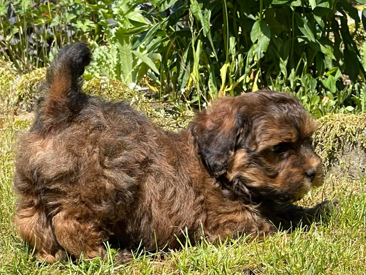 Billede 16 - Avlstjeneste /  Bichon Havanais