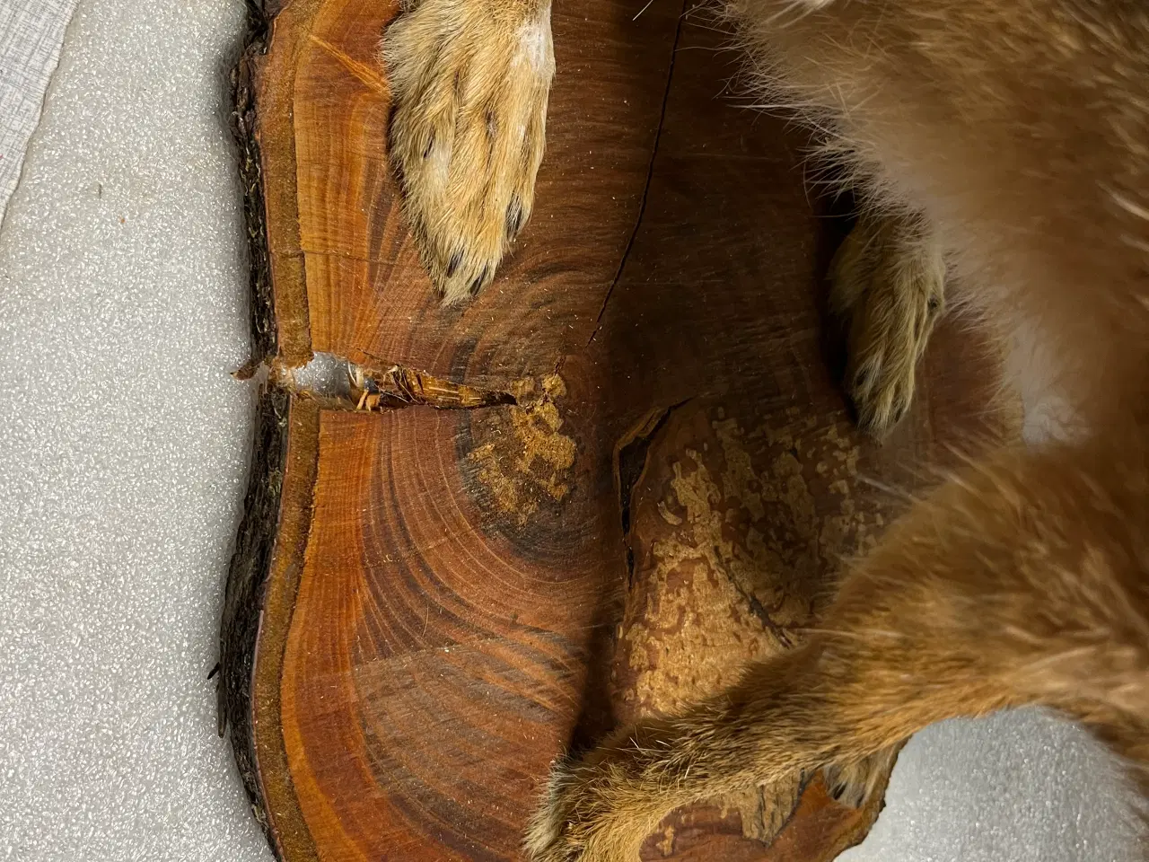 Billede 5 - Udstoppet Hare på træskive