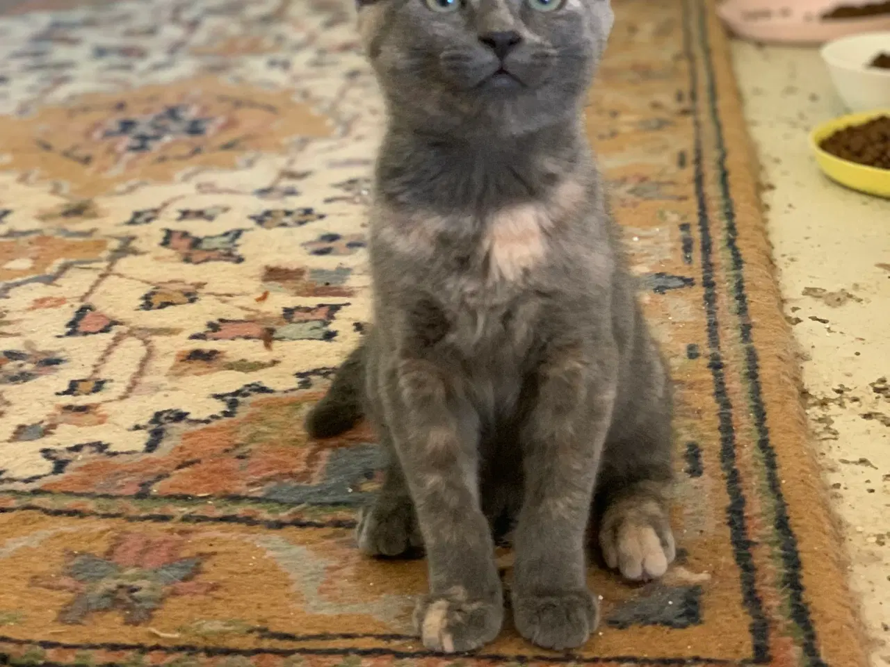 Billede 7 - 25 % mainecoon killinger sælges
