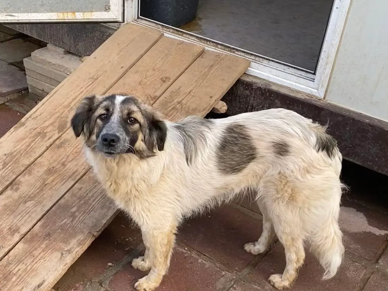 Billede 2 - Smukkeste Pepper søger familie 😍