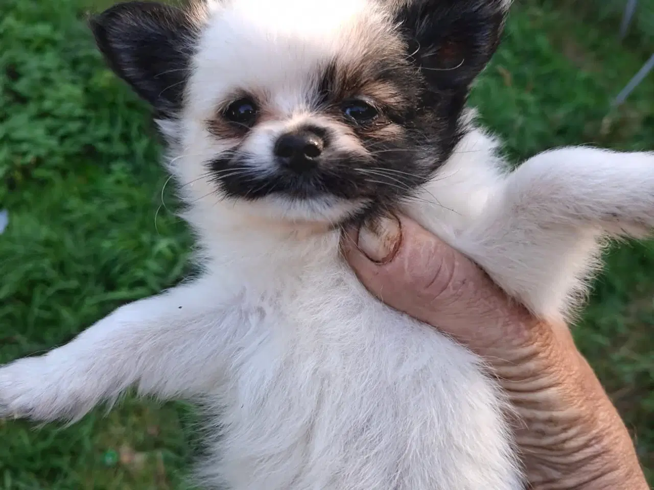 Billede 4 - Chihuahua og pomeranian hvalpe