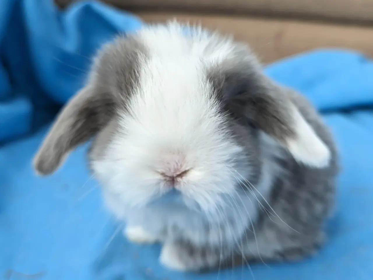 Billede 5 - Minilop kaninunge sælges 