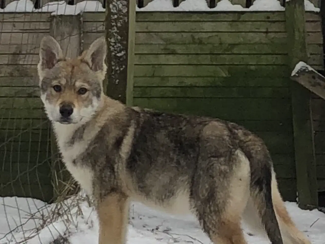 Billede 20 - Ulvehund hvalpe 