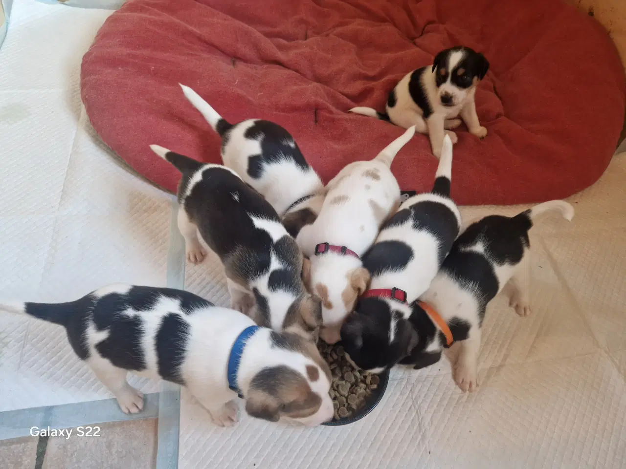 Billede 2 - Dansk svensk gårdhund jack russel