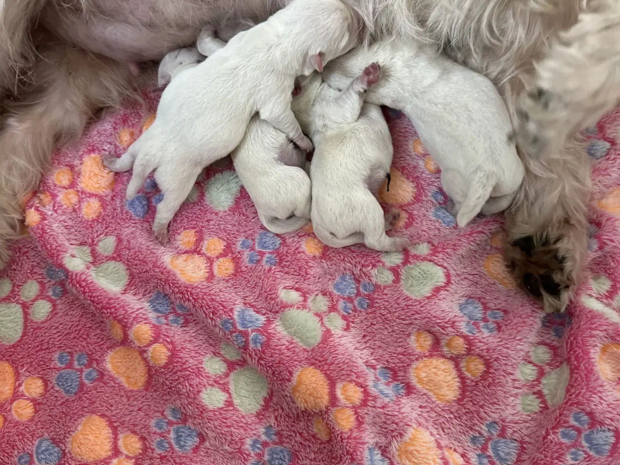 Billede 4 - Westie hvalpe