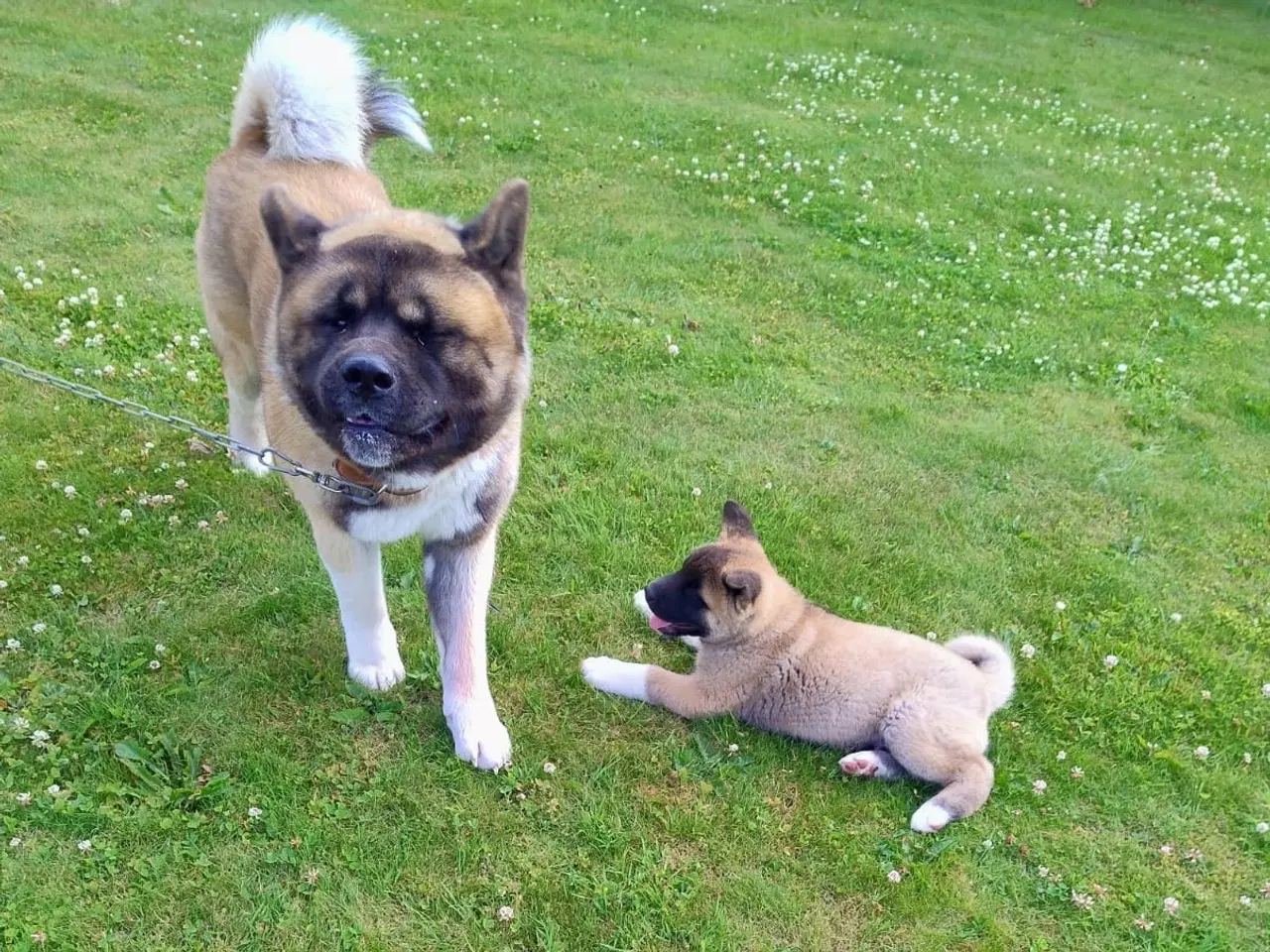 Billede 1 - Dreng hundehvalp Akita American 