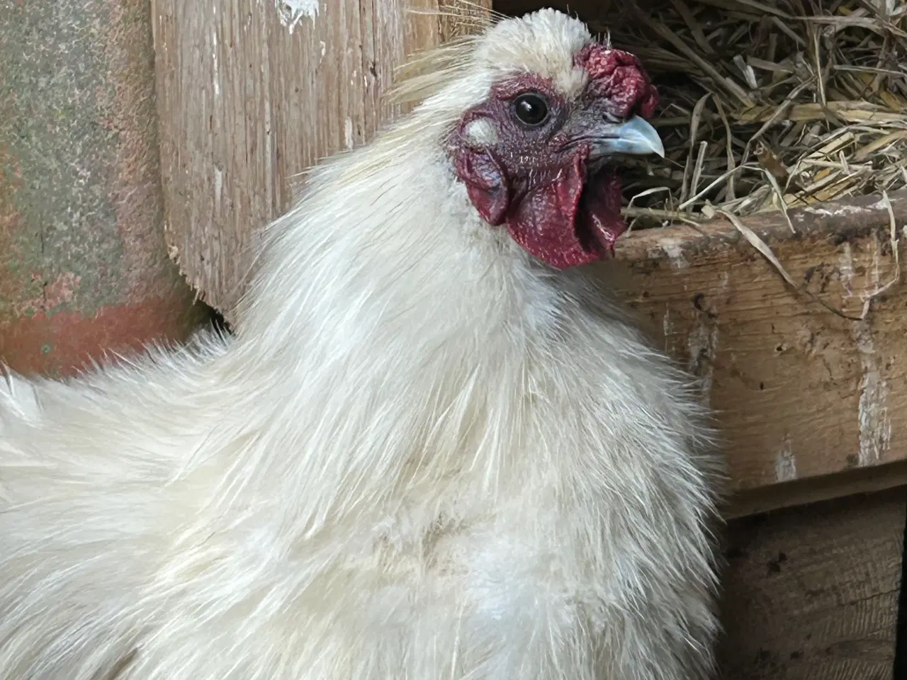 Billede 1 - Flot Silkehane sælges