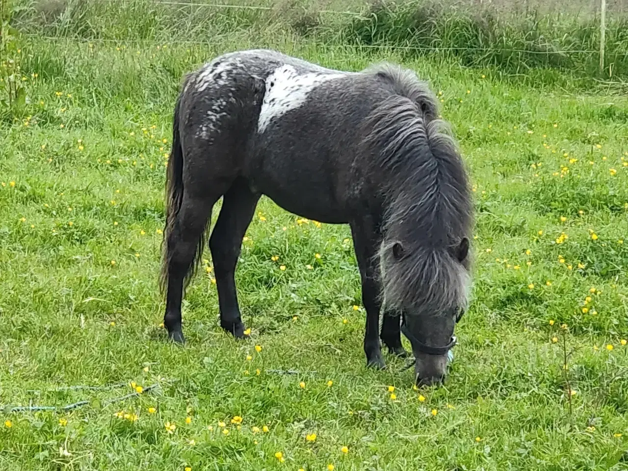 Billede 2 - Shetlænder knabstrupper hingst