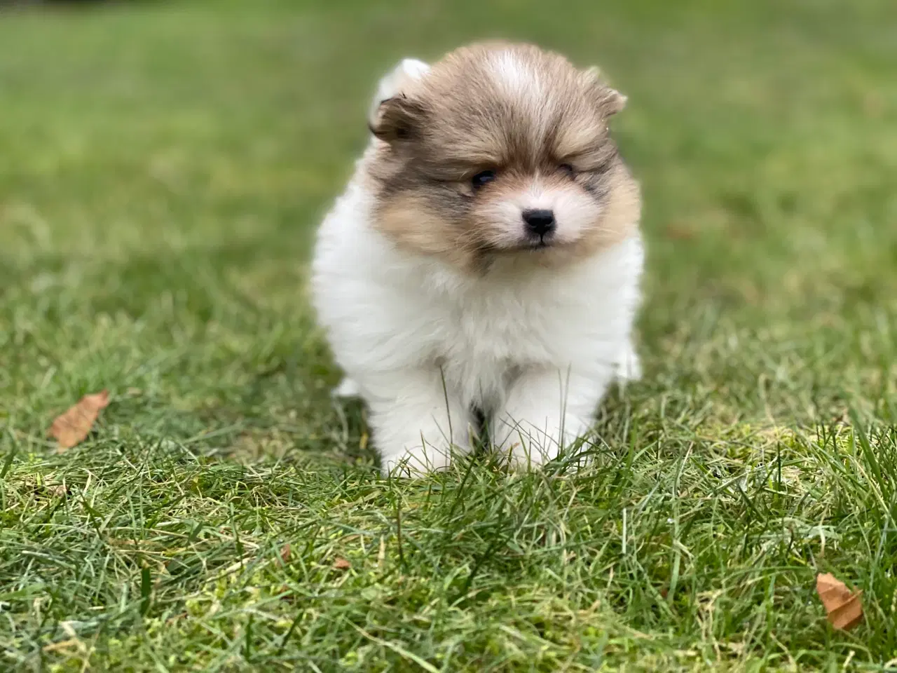 Billede 2 - DKK skønne Pomeranian drenge