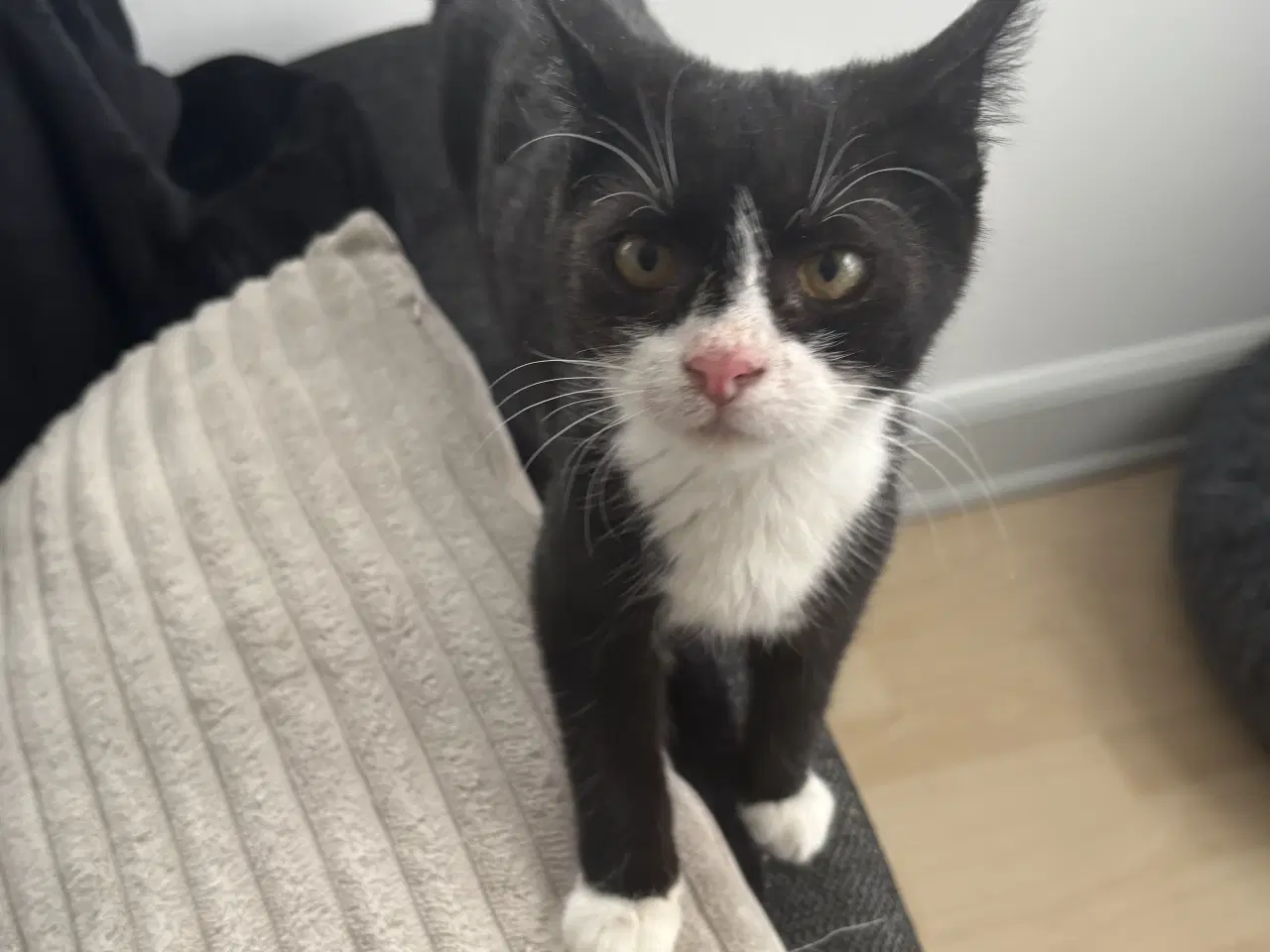 Billede 1 - Sort/hvid killing søger nyt hjem