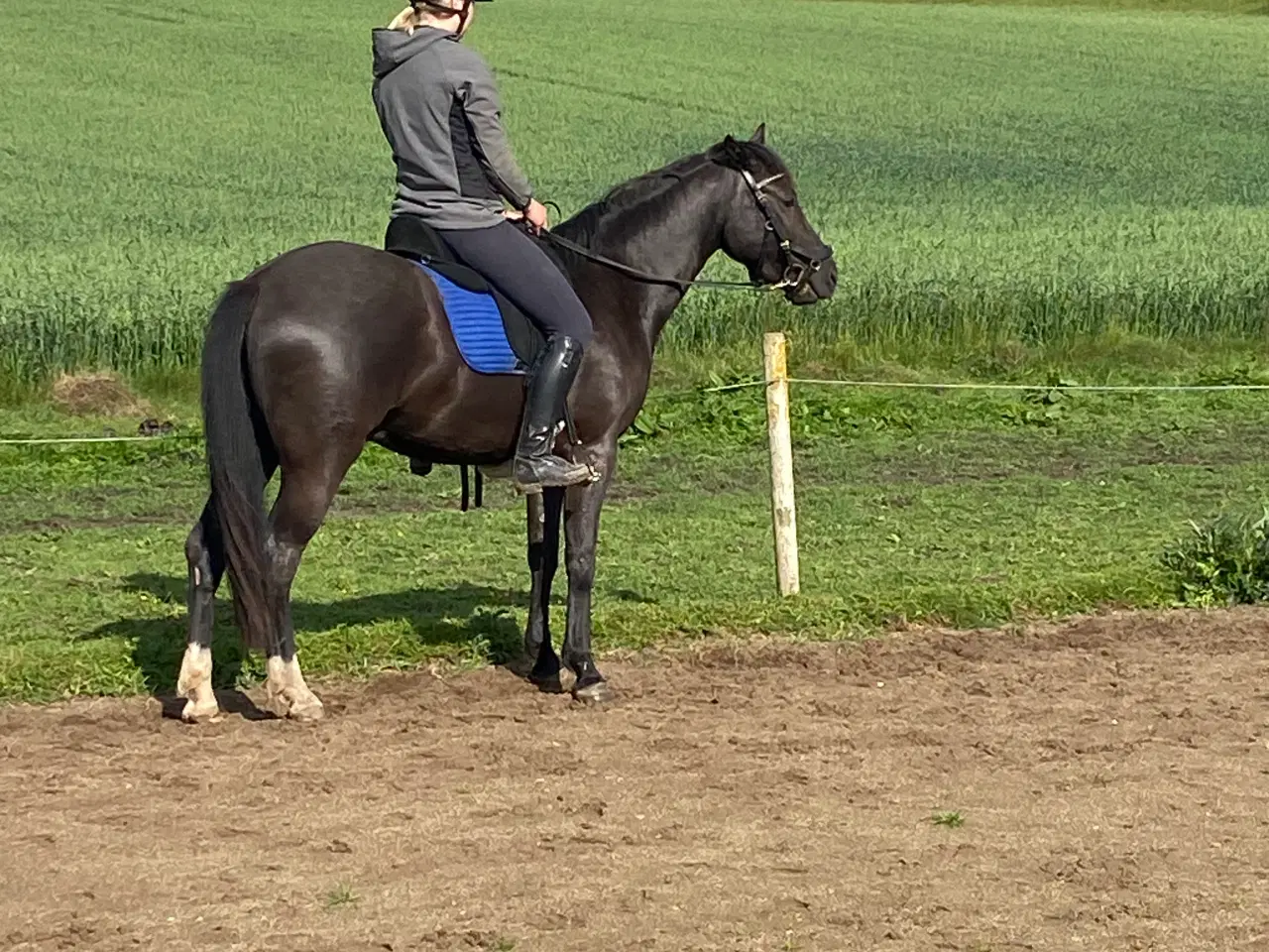 Billede 2 - New forest vallak