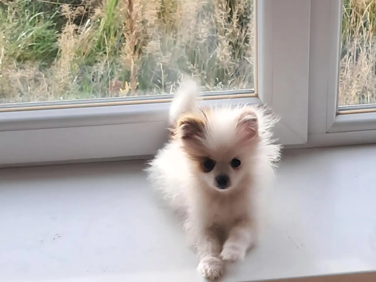 Billede 1 - Pommeranian hvalp 1 dreng til bage m stambog