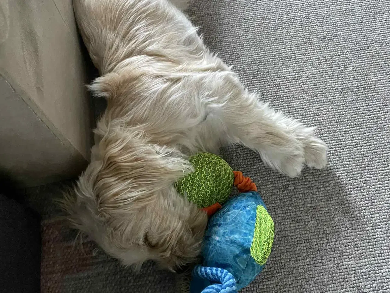 Billede 11 - Malteser blanding lille hund.