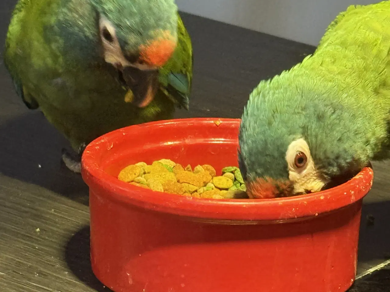 Billede 2 - rødrygget dværgara