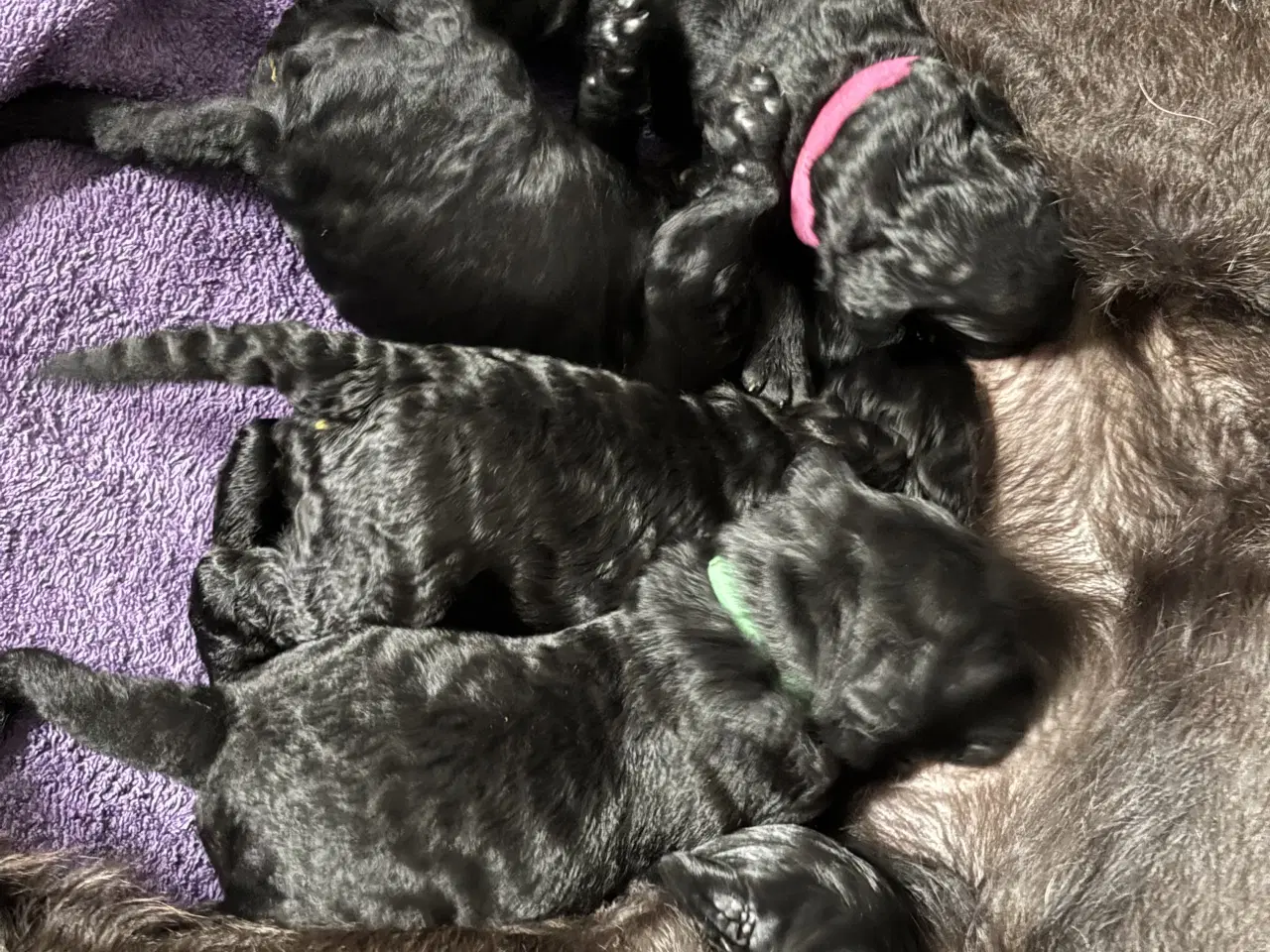 Billede 13 - Labradoodle goldendoodle doodle hvalpe 