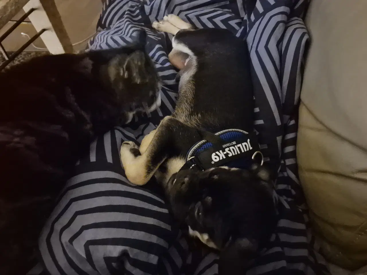 Billede 7 - Hund søger nyt hjem
