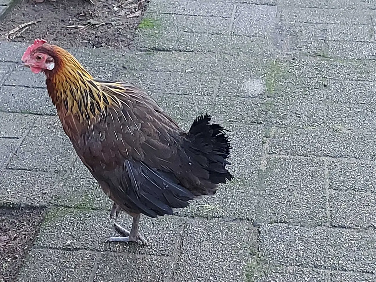 Billede 2 - 4 kyllinger