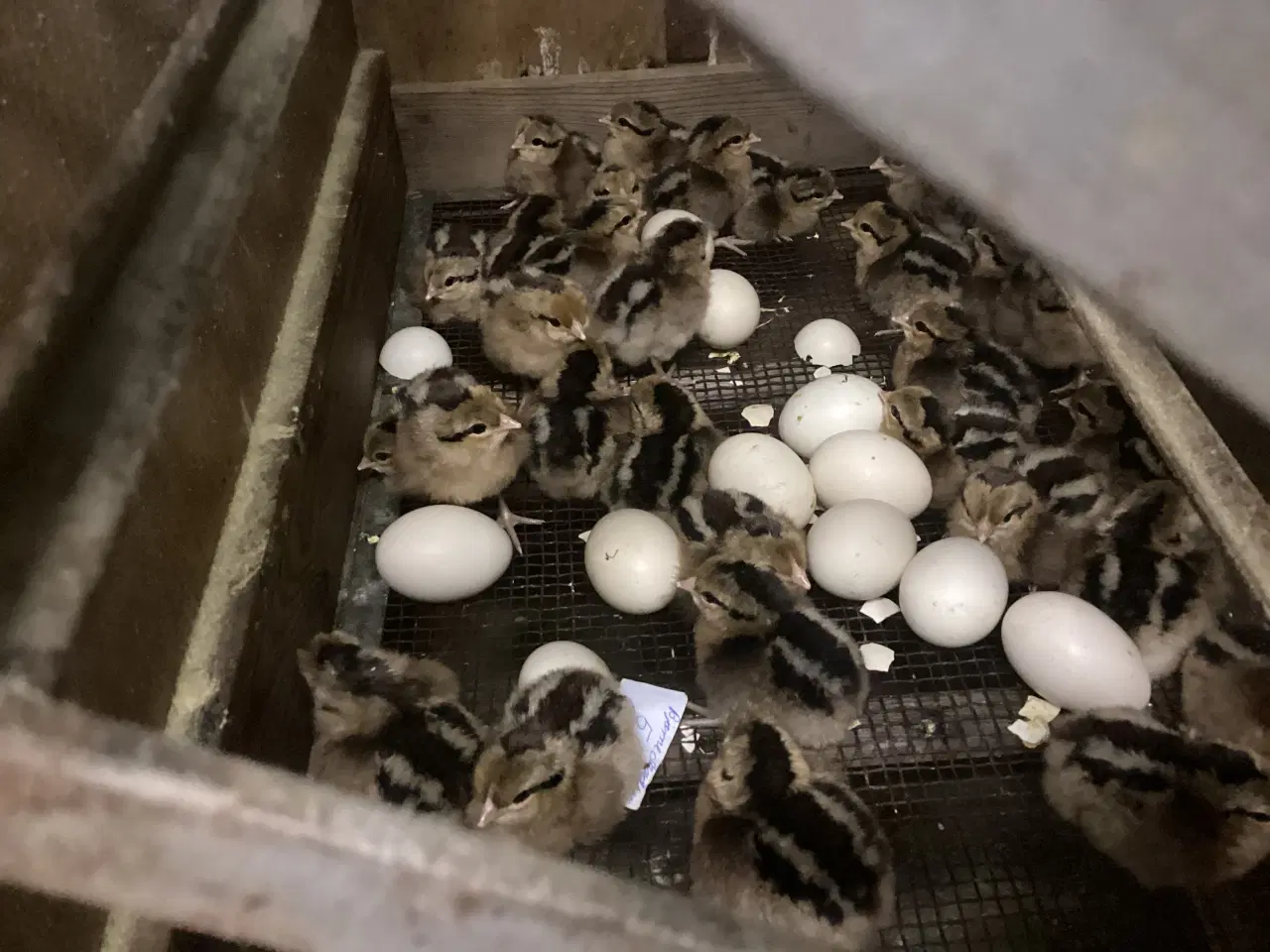 Billede 1 - Udrugning.