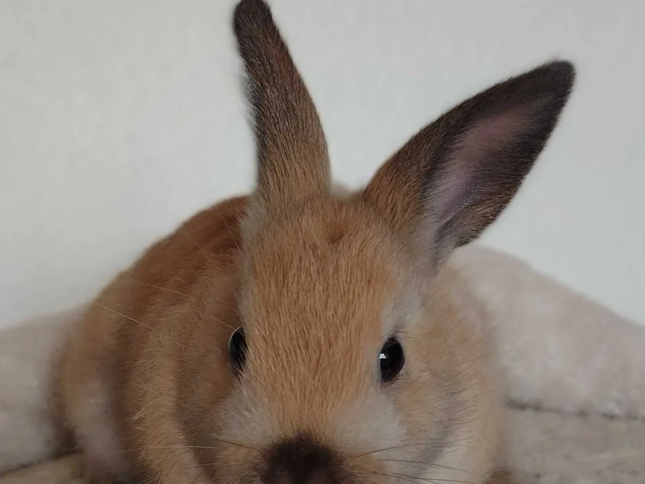 Billede 4 - Indendøres Fri-Kaniner 🐰