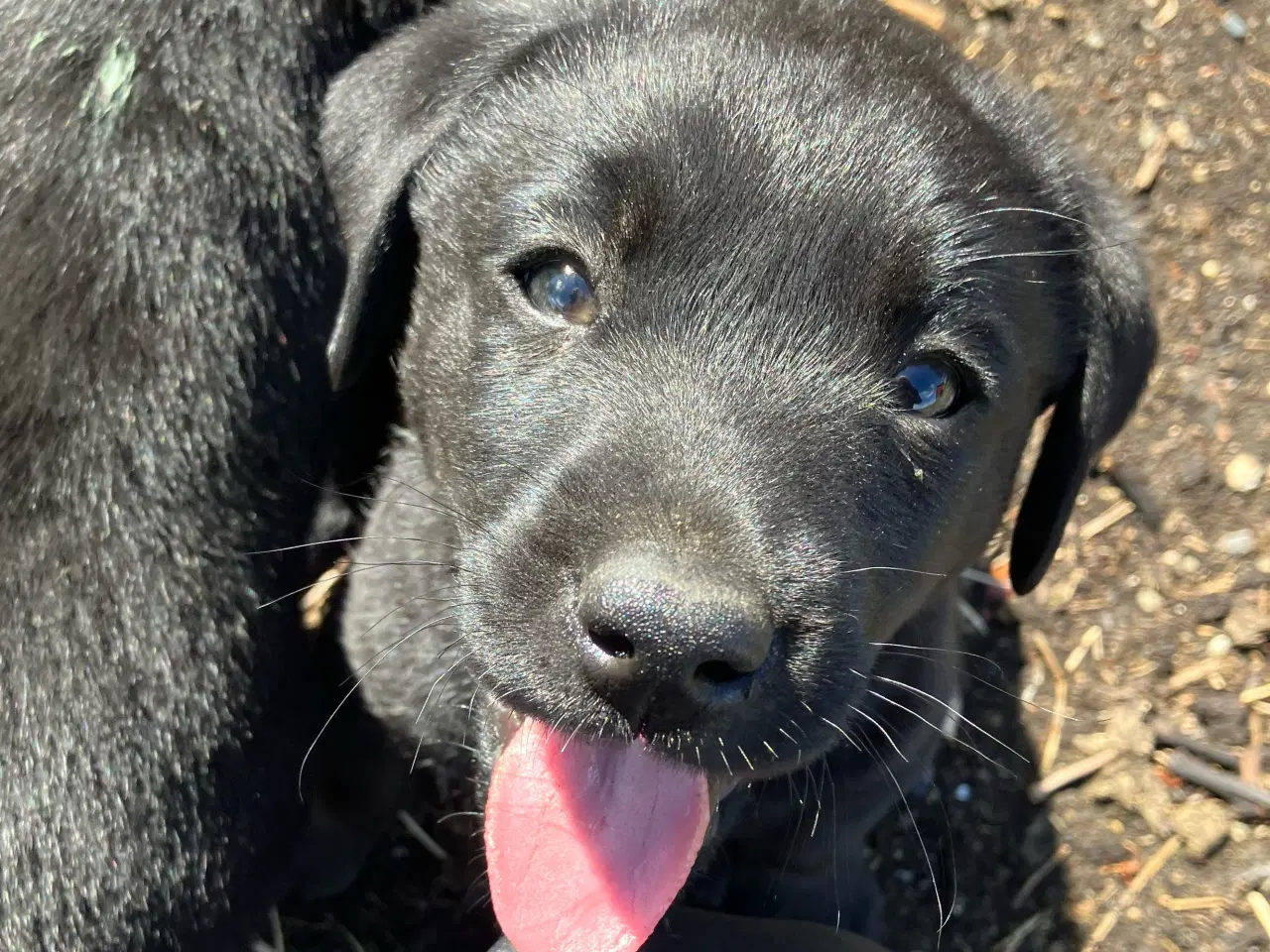 Billede 1 - Labrador hvalpe