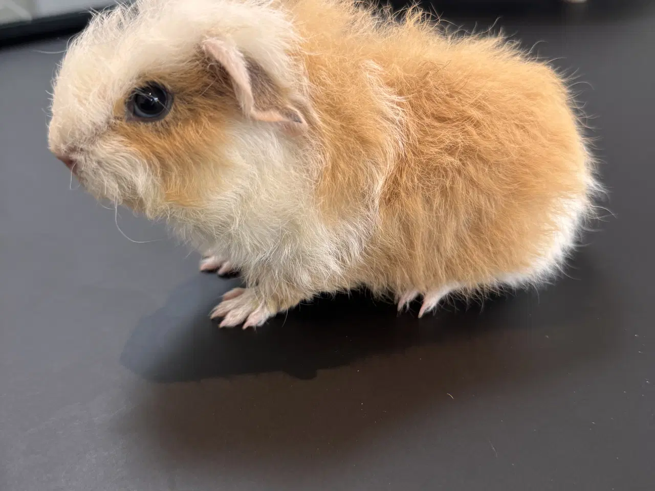 Billede 10 - Marsvin unger, 10 stk blandet