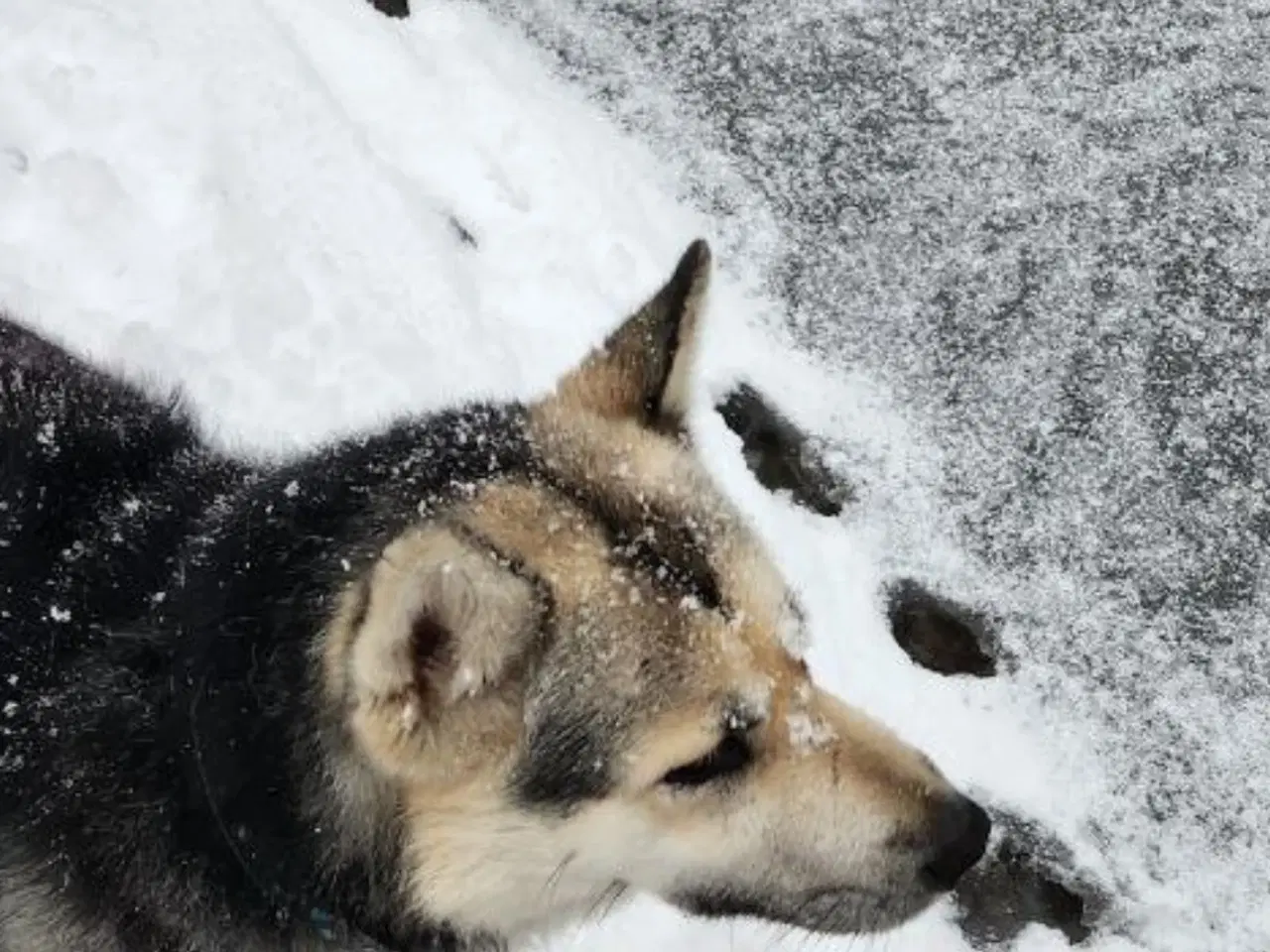 Billede 6 - Smukke Athos