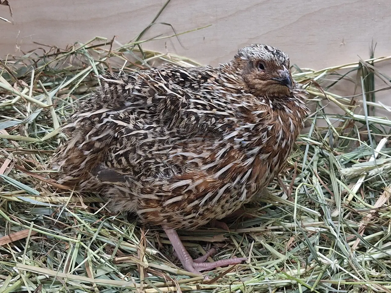 Billede 4 - Store flotte Jumbo Vagtler (sjældne farver)