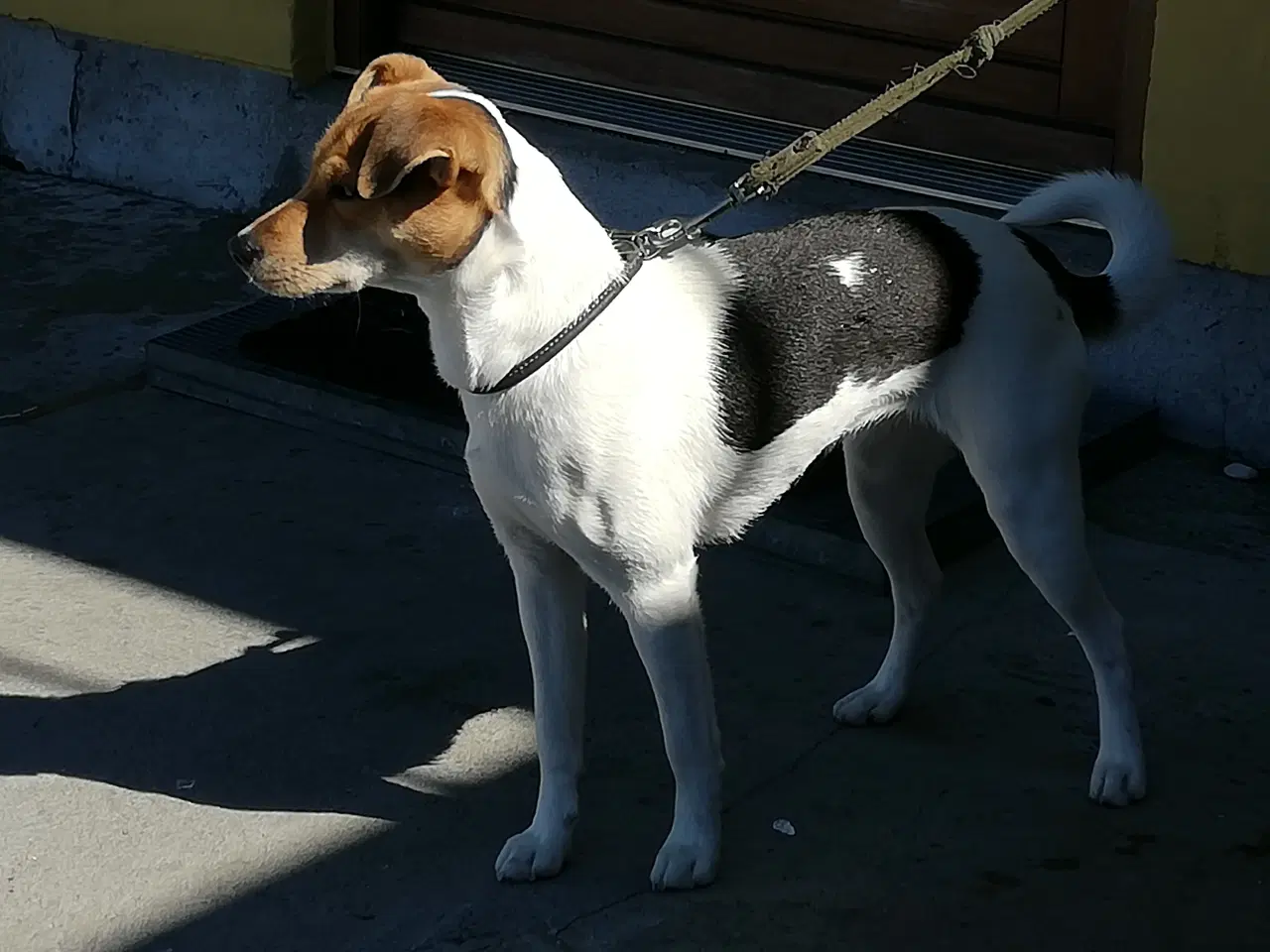 Billede 4 - Dansk Svensk gårdhund