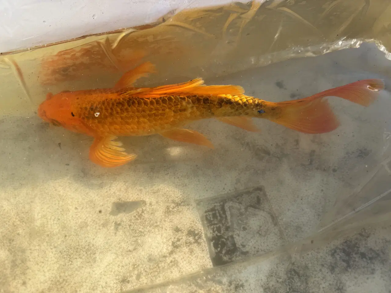 Billede 3 - 2 Butterfly koi og en Græskarpe