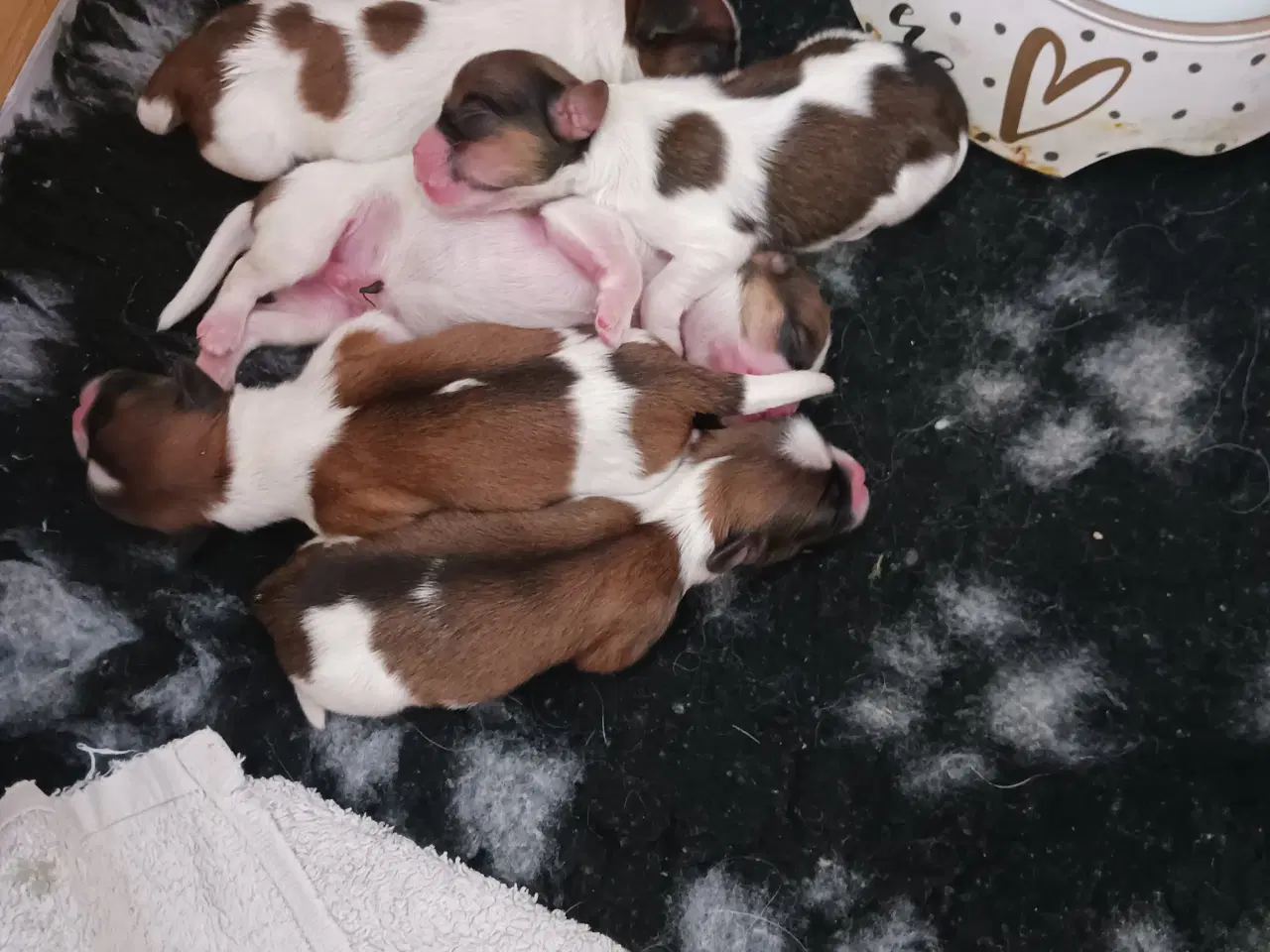Billede 4 - Lhasa apso/sitzu 